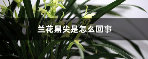 兰花黑尖是怎么回事