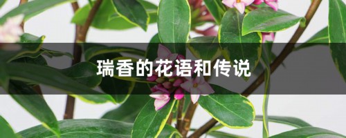 瑞香的花语和传说