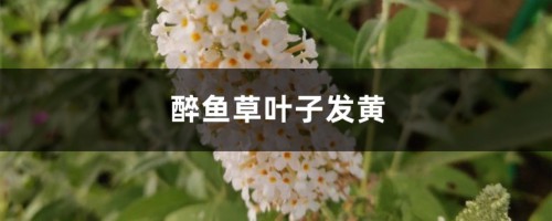 醉鱼草黄叶的原因和处理办法