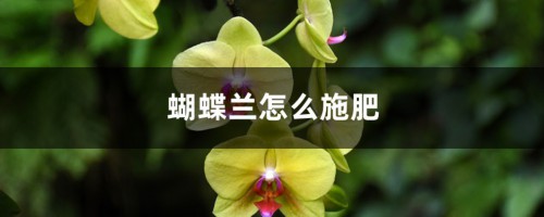 蝴蝶兰怎么施肥