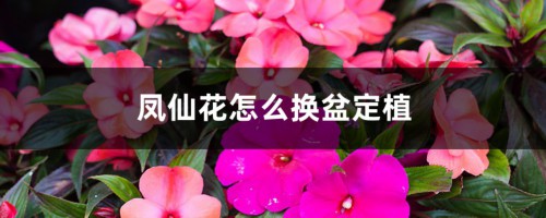 凤仙花怎么换盆定植